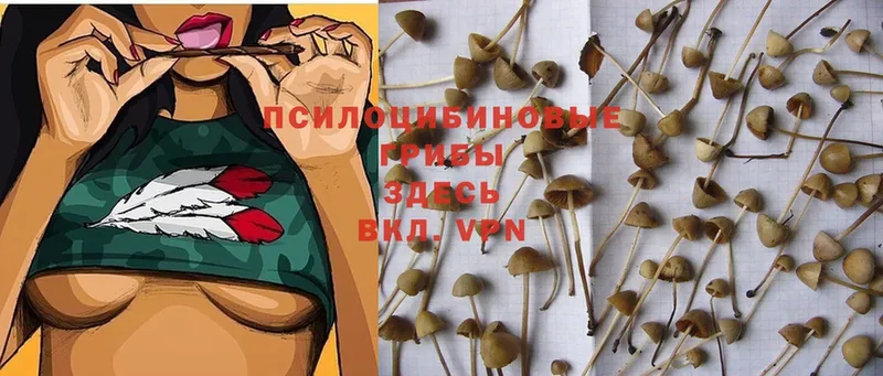 Галлюциногенные грибы MAGIC MUSHROOMS  Вятские Поляны 